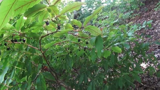 Wealth and gifts of the Caucasus! Velvet season in Sochi. 3. Красная Поляна HD 720 p 19.09.2017 смотреть онлайн