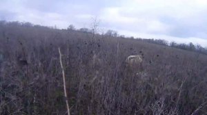 Охота с золотистым ретривером со стойкой