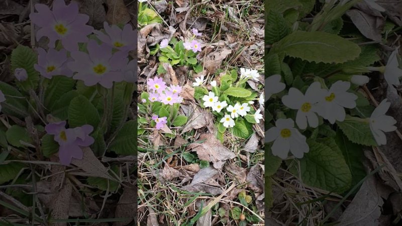 The First Flowers and Sounds of Spring