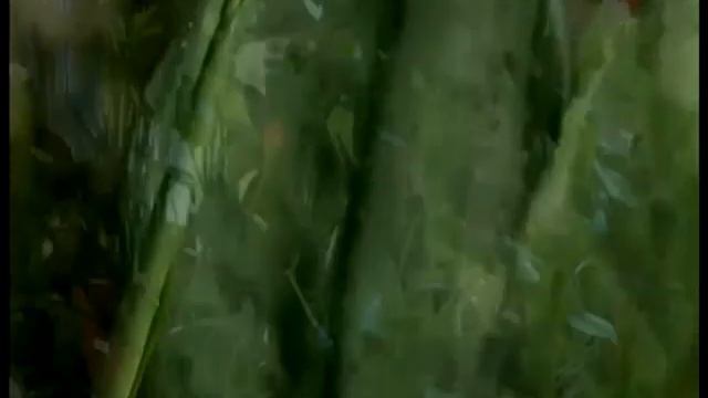 2 Кімнатні рослини