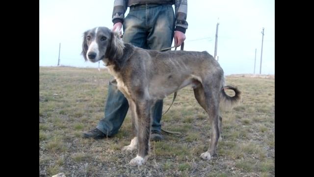 Тазы Порода собак смотреть онлайн