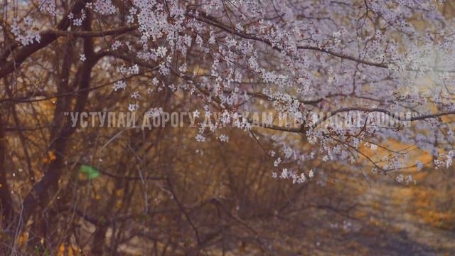 Японские цитаты и пословицы на все времена смотреть онлайн