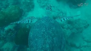 TURTLE FACTS for Preschoolers - Fun Educational Video about Turtles for Kids, Toddlers
