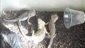 Кормление бородатых агам. Обрати внимание: одна постоянно втыкает!