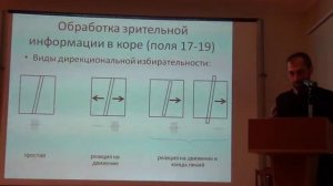 Обработка изображения в коре и подкорковых структурах 1; слух 1