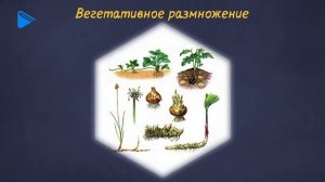 10 класс - Биология - Формы размножения организмов. Бесполое размножение. Половое размножение