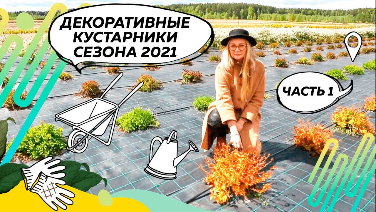 Декоративные кустарники | Спирея | Пузыреплодник