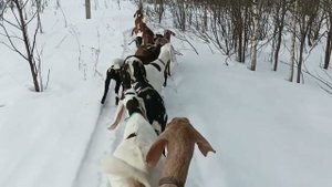 БЫК ЗАСТРЯЛ В КОРМУШКЕ / КОЗЫ ПЫТАЮТСЯ ГУЛЯТЬ ПО СУГРОБАМ