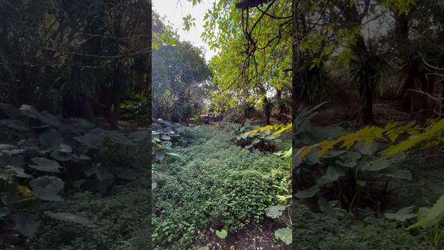 梅花鹿呢？🦌 смотреть онлайн