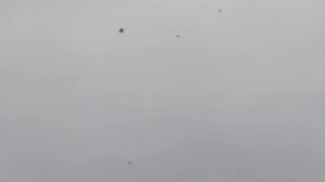 Голуби Михаила! Подняли в туман гульбадамов ,ленинаканцев, бакинцев,таджикских голубей!! #pigeons #