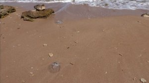 Керчь,берег моря районе с. Осовины 06.08.24