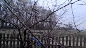 Обрезку двухлетних саженцев, на семенных подвоях, заменили пригибанием веток.