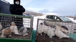 Голуби:АРТАМОНЫ,ЧЕБАРКУЛЬСКИЕ,БЛАГОДАРЕНСКИЕ,КИНГИ,ТАДЖИКСКИЕ на ярмарке ГОЛУБИ КУЗБАССА 06.03.2021