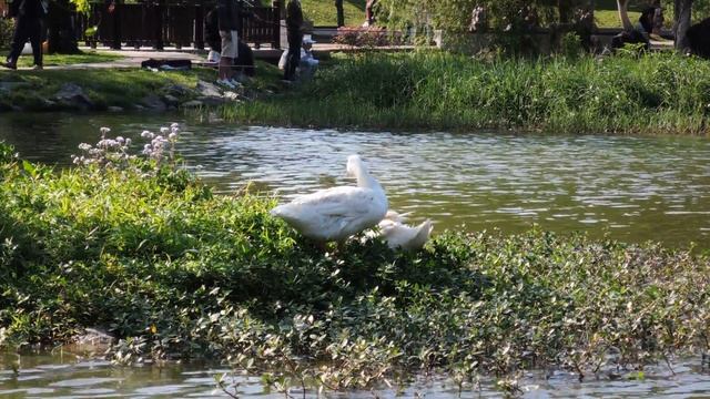 【Nikon Coolpix P340】1920x1080 30fps‧實拍C смотреть онлайн