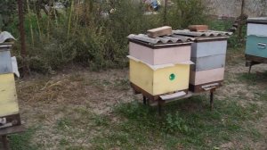 Закормка пчел в зиму