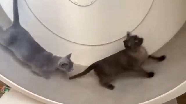 Бурманские кошки. Колесо беговое. смотреть онлайн