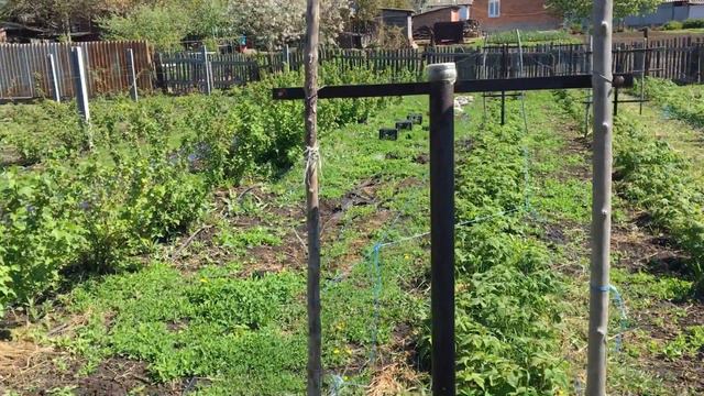 Удобрение и обработка малины смотреть онлайн