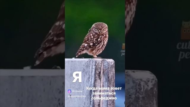 Когда мама зовёт заниматься сольфеджио. Залетай в тренды.