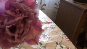 SOS. Помогите определить сорт ранних тюльпанов