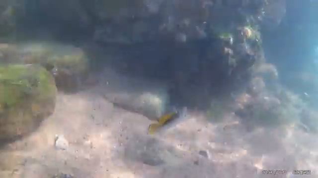 Рыбки Шарм эль шейх. Albatros Aqua blue смотреть онлайн