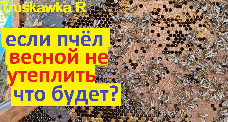 пчёлы. Семья сможет развиваться без утепления гнезда? Какие результаты "холодной" весны. 21 день. смотреть онлайн
