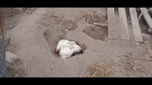 Курица Адлер серебристый - купание в золе.