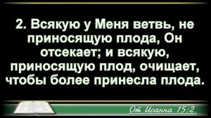 Проповедь - Виноградная лоза и ветви