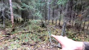 Глухомань! Выхожу пешком! Не зря избу в лесу построил.