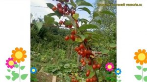 Лох гуми. Краткий обзор: Лох гуми описание характеристик, где купить саженцы elaeagnus multiflora