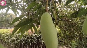 BANANA MANGO/MIYAJAKII MANGO/BRUNAI KING MANGO,BLACKSTONE ,KATIMONI MANGO | IMRAN NURSERY | KOLKATA