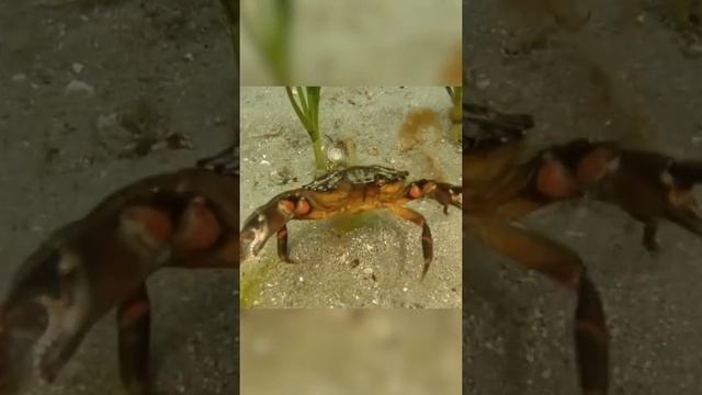 Никогда не ешьте эту часть краба смотреть онлайн