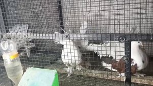 american saddle fantail pigeons loft in Bhavnagar | grit for pigeon & special seeds for winter