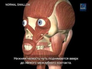 Глотание в норме