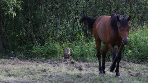 Конь! Самый красивый конь - amazing horse!