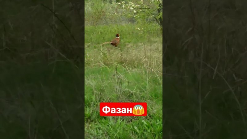 Фазанчик в Луганске