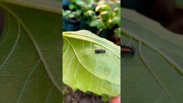А вы знали? ? #божьякоровка #лайфхак #дача #огород #совет