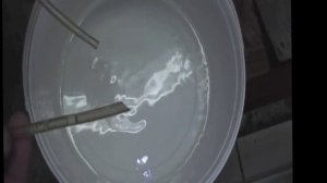 Забираем икру у малавийских цихлид. 2016 год.