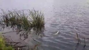 Ловля щуки на Москва-реке,  район Марьино