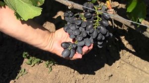 @О винограде ГАЛА, синий виноград