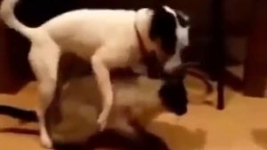Dog And Cat Mating Love Animals Compilation 1