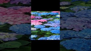 ГОРТЕНЗИЯ КРУПНОЛИСТНАЯ