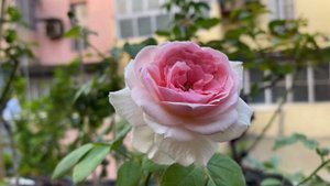 Joachim du Bellay Rose || Bernard Sauvageot