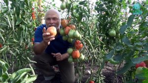 Томаты "Ред Пэар"