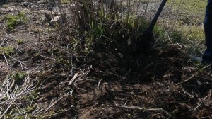 КАК ВЫКОРЧЕВАТЬ КУСТЫ НА УЧАСТКЕ? | В Доме хозяин