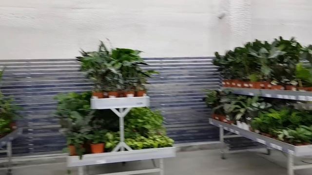 Обзор растений на цветочной базе Флоревиль ( Ступинский проезд )