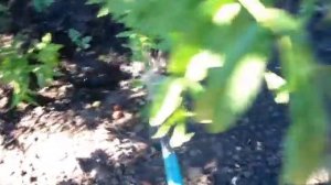 ЖАРА ! Воды мало, поливаем самое необходимое. Полив персика