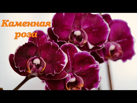 Орхидея фаленопсис Каменная Роза - купить в Екатеринбурге, цена 1 000 руб., прод