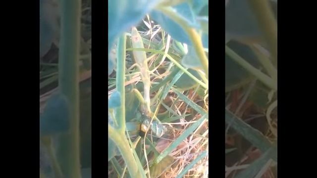 Praying Mantis vs Tomato Worm