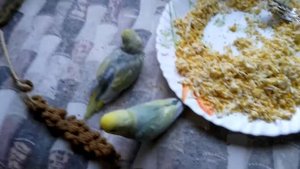 РАДУЖНЫЕ волнистые попугаи, РУЧНЫЕ