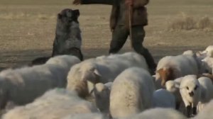 ВОЛКОДАВЫ СОБАКИ СПОСОБНЫЕ УБИТЬ ВОЛКОВ